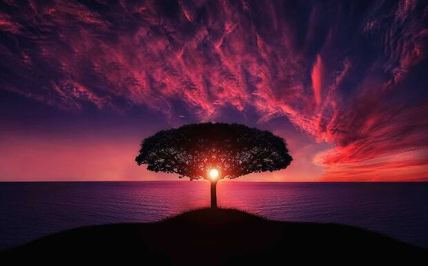 Arbre devant un couché de soleil