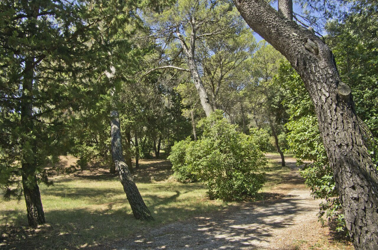 Sentier dans le Bois de la Vierge