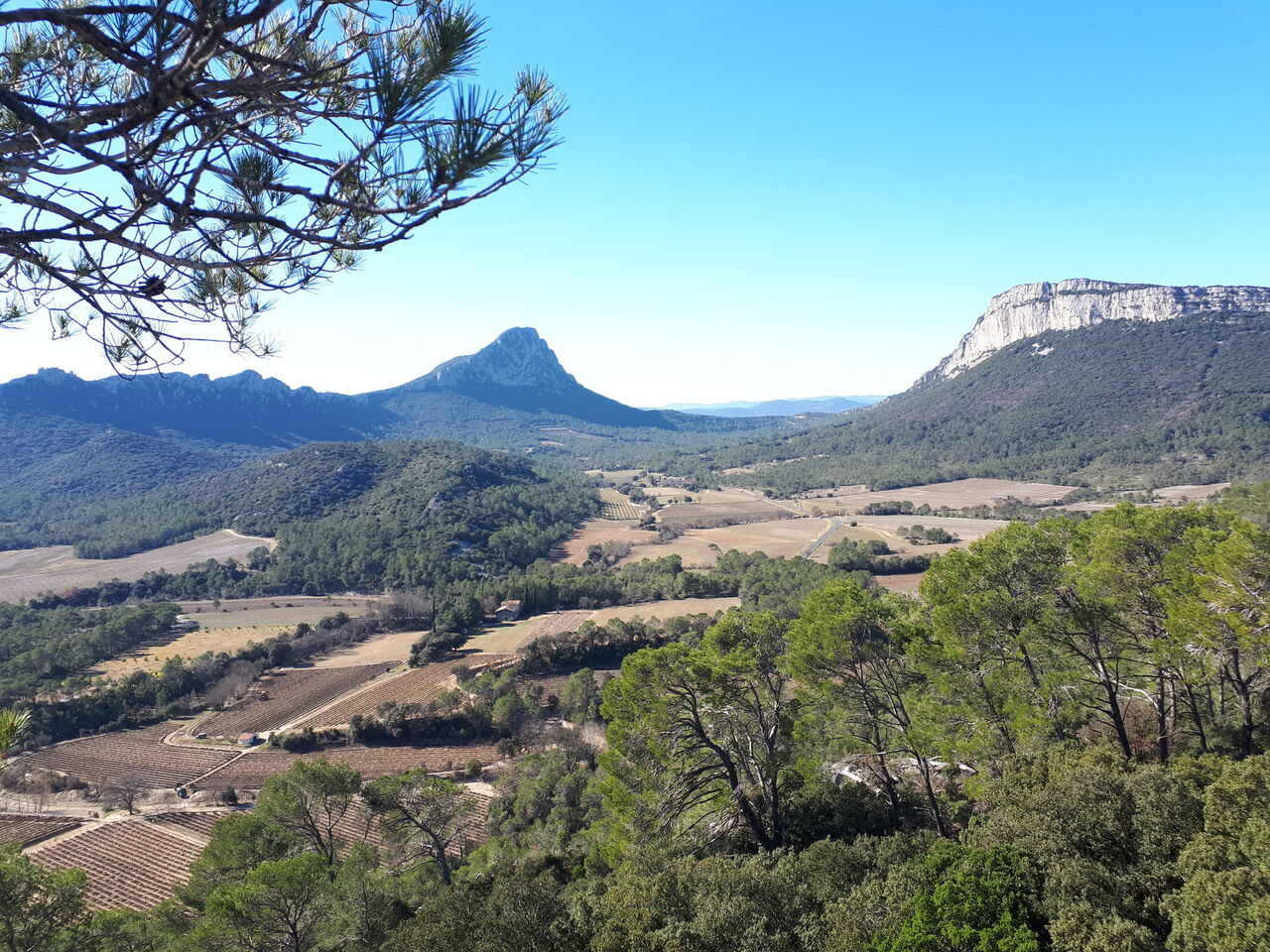 Vue sur le Pic Saint-Loup depuis la campagne
